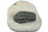 Detailed Morocops Trilobite - Ofaten, Morocco #287375-4